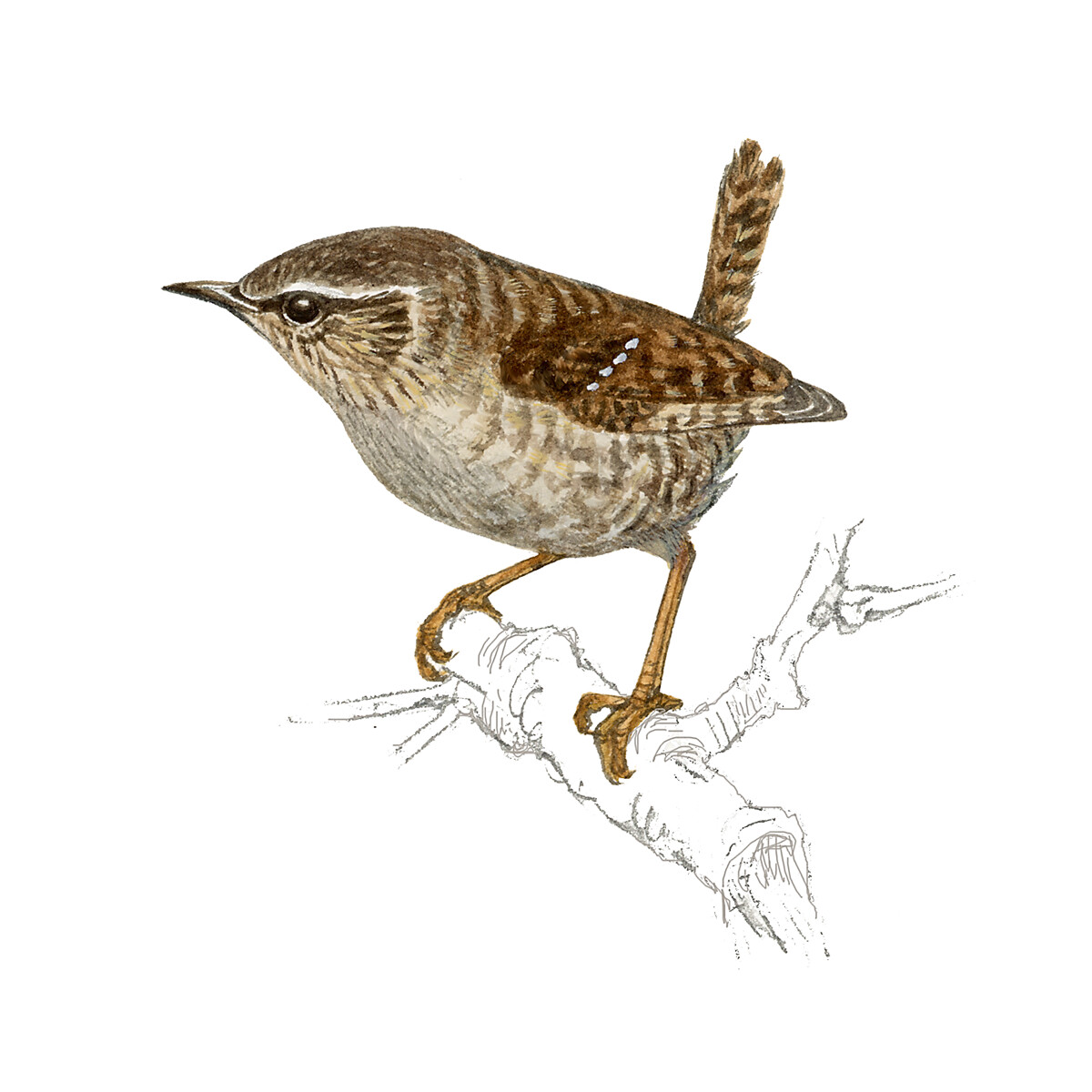 Troglodytes troglodytes - Ilustração