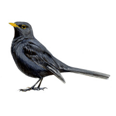 Turdus merula - Ilustração