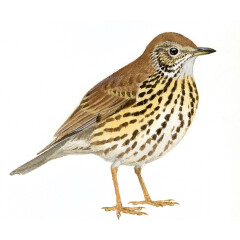 Turdus philomelos - Ilustração