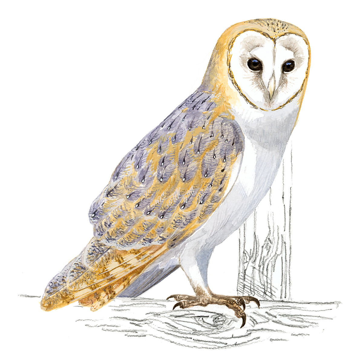 Tyto alba - Ilustração
